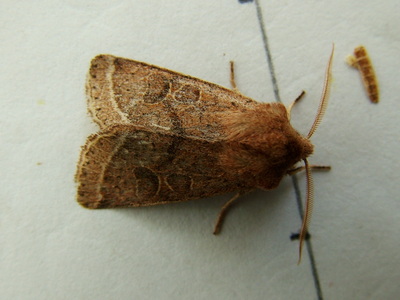 Common Quaker